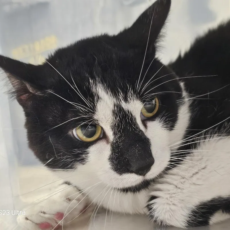An adult large-sized male Black Domestic Short Hair cat named Tink for adoption in Evansville, IN
