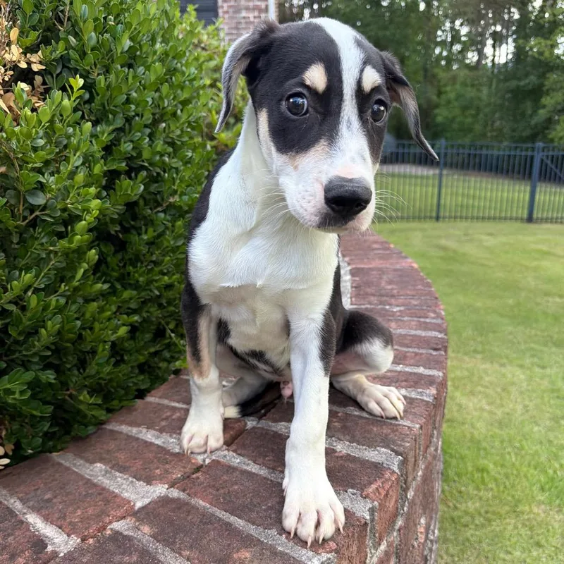 A baby medium-sized male White / Cream Mixed Breed dog named Canon for adoption in Brownsboro, AL