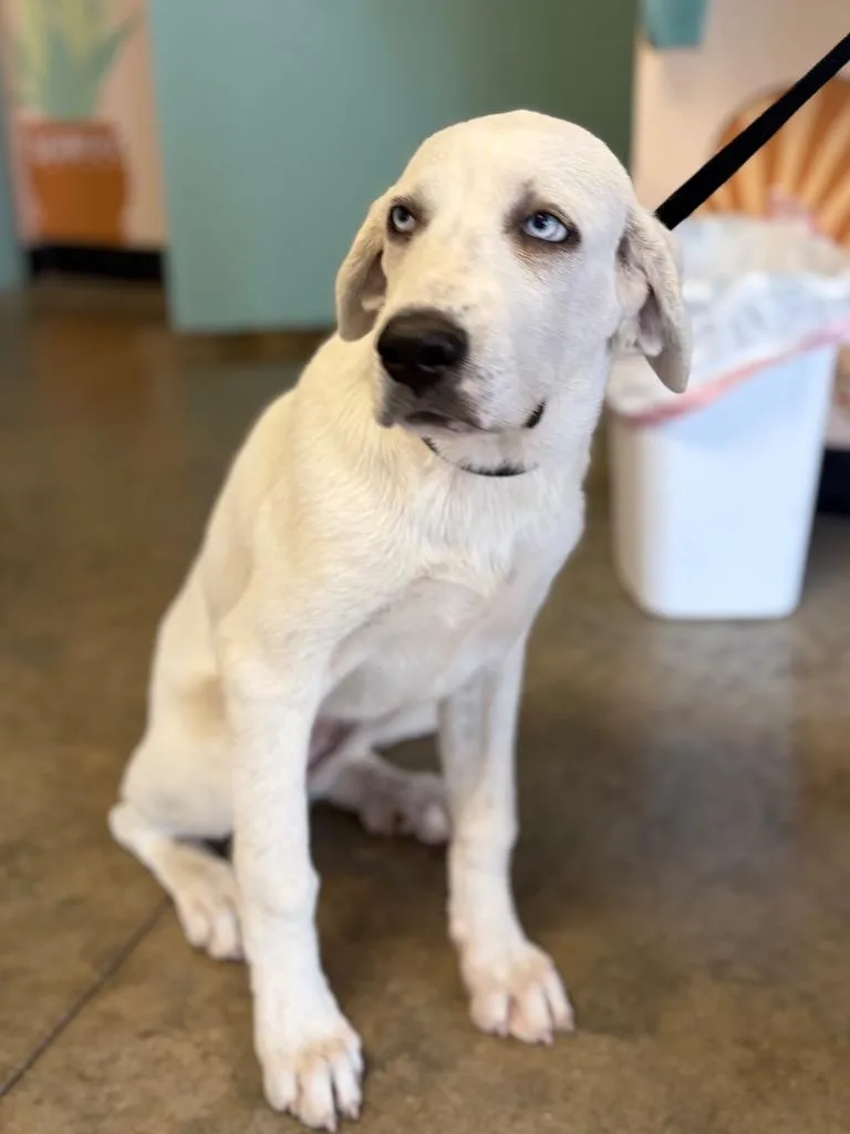 A baby medium-sized female Great Pyrenees dog named Marmalade for adoption in Lockhart, TX