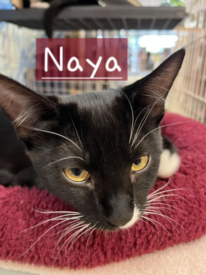 Naya