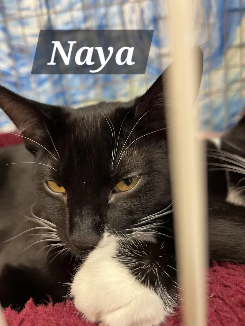 Naya thumbnail 4