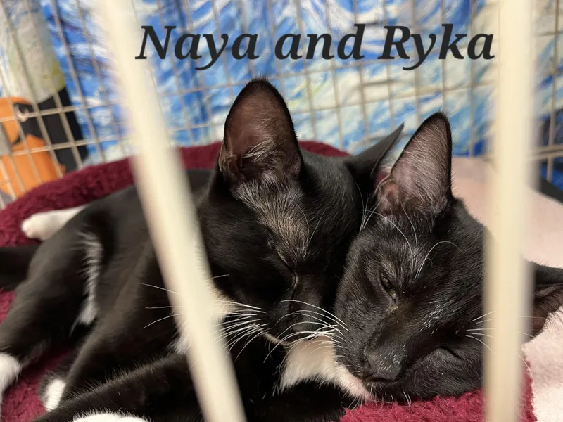 Naya thumbnail 5