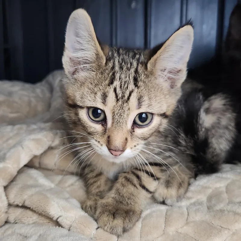 A baby small-sized male Brown / Chocolate Domestic Short Hair cat named Louie for adoption in Fort Wayne, IN