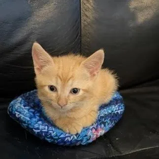 A baby small-sized male Orange / Red Domestic Short Hair cat named Remy for adoption in Fayetteville, GA