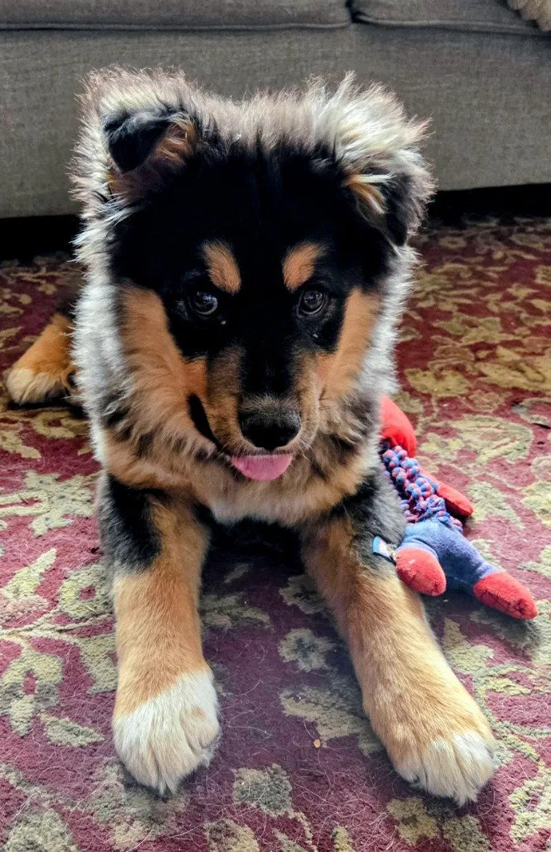 A young medium-sized male Shepherd dog named Buddy for adoption in Cottage Grove, MN