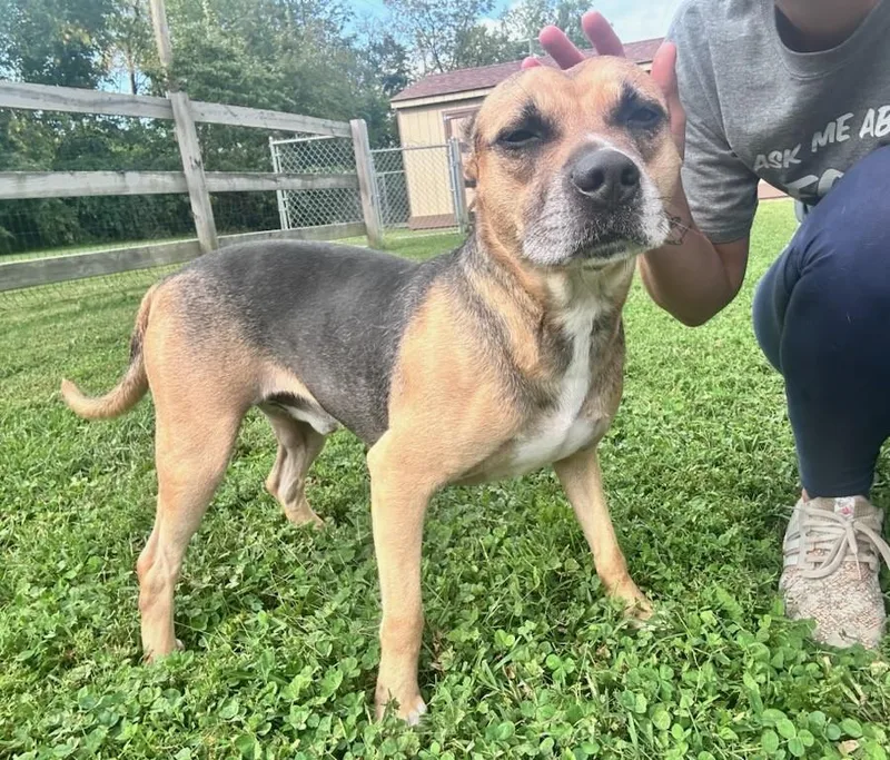 A senior medium-sized male Pit Bull Terrier dog named Seal for adoption in Clayton, NJ