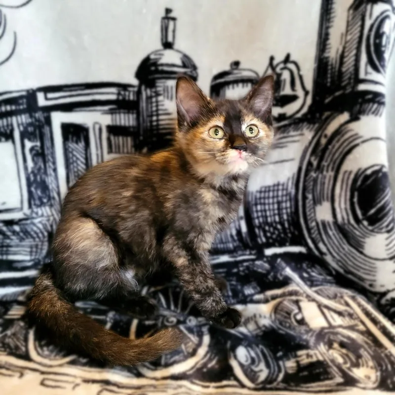 Mocha