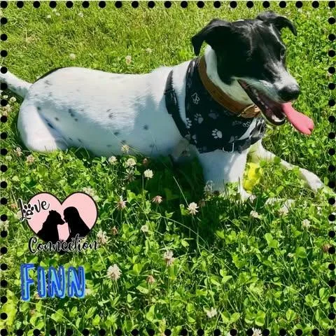 A young medium-sized male Black Border Collie dog named Finn for adoption in Gilbert, AZ