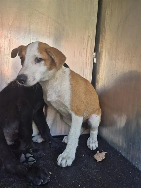 A baby small-sized female Labrador Retriever dog named Basil for adoption in San Antonio, TX