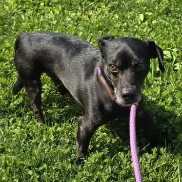 An adult small-sized male Chihuahua dog named King for adoption in Philadelphia, PA
