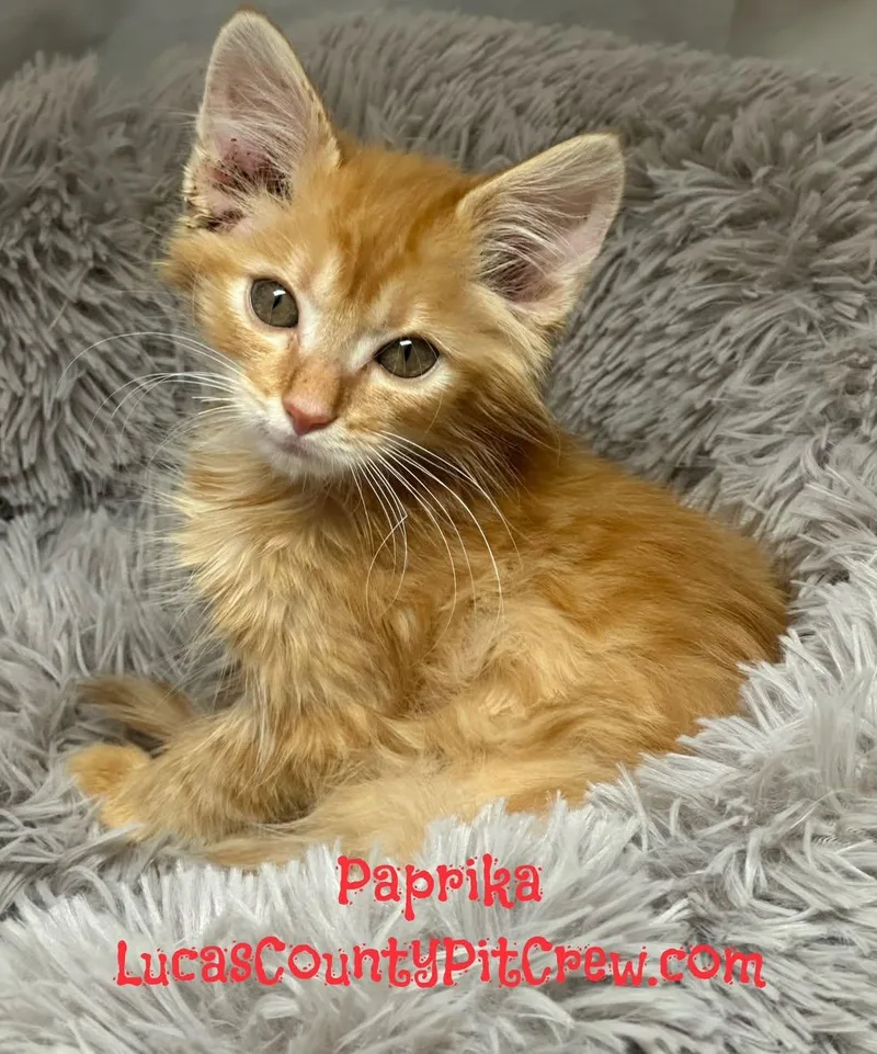 A baby medium-sized female Tabby cat named Paprika for adoption in Toledo, OH