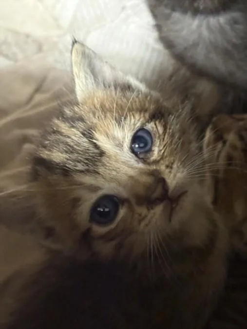 A baby small-sized male Domestic Short Hair cat named Cherry for adoption in Chatsworth, CA