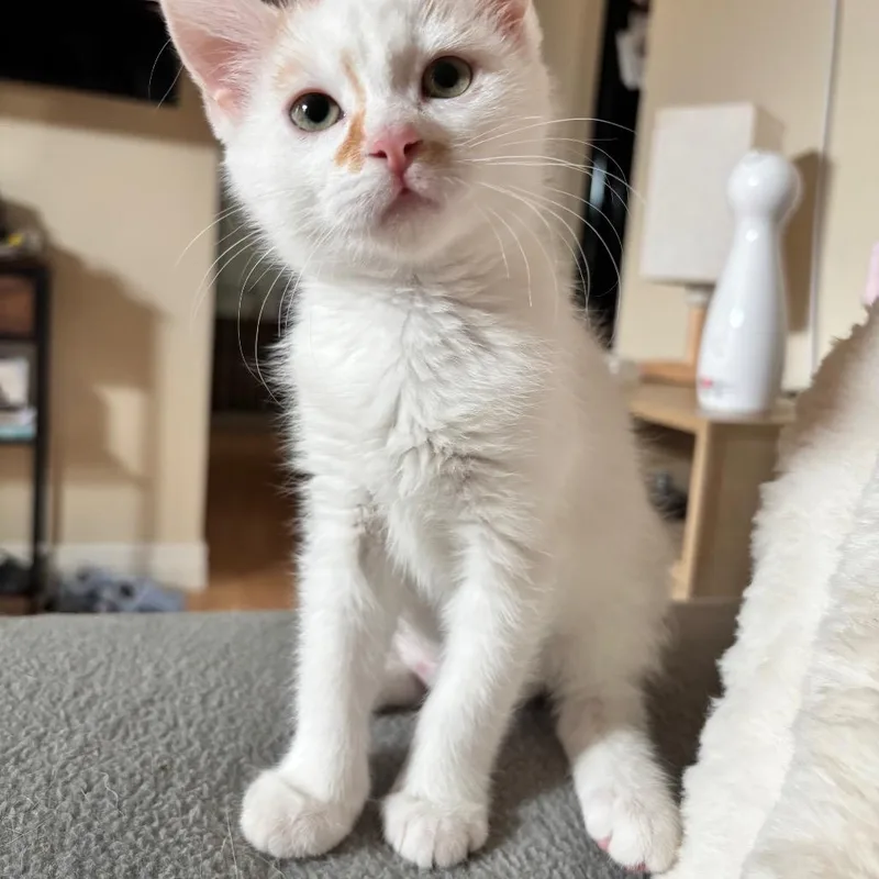 A baby small-sized female Domestic Short Hair cat named Rikki for adoption in Commerce City, CO