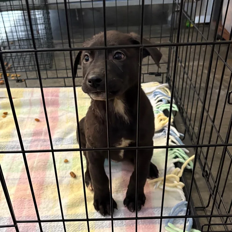 A young small-sized male Black Labrador Retriever dog named Spade for adoption in Morganton, NC