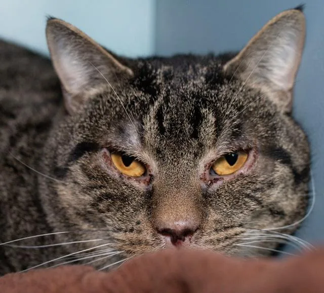 A young medium-sized male Domestic Short Hair cat named Eagle for adoption in Boston, MA