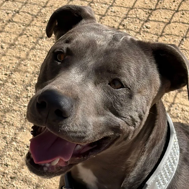 Falconduke thumbnail 2