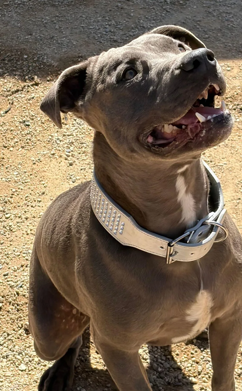 Falconduke thumbnail 3