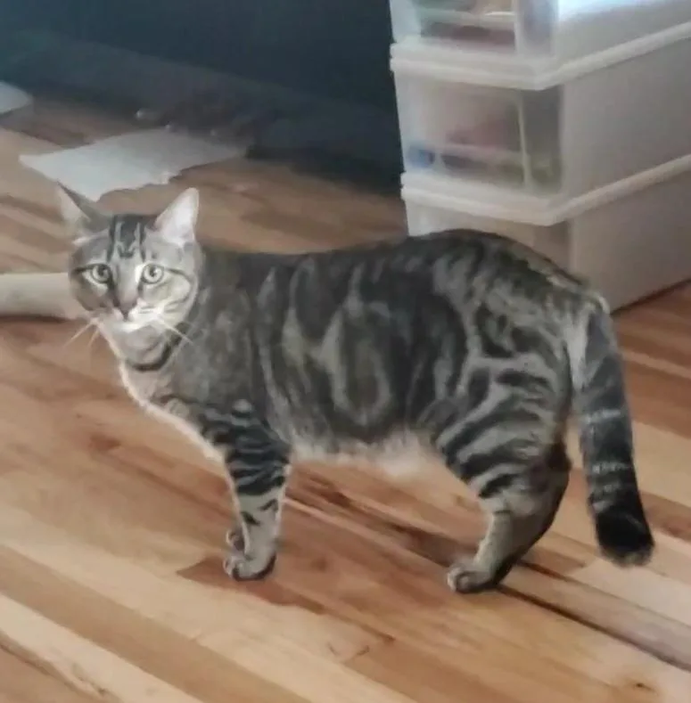 An adult medium-sized male Tabby (Buff / Tan / Fawn) Tabby cat named Albert for adoption in Baltimore, MD