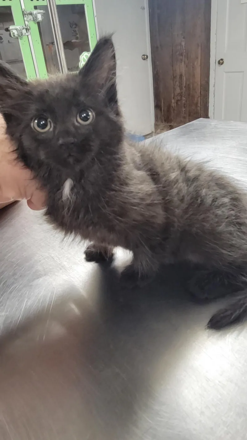 A young medium-sized male Domestic Medium Hair cat named Nick for adoption in Salem, OH