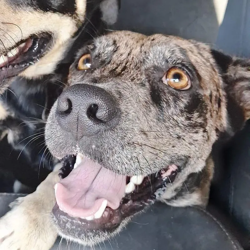 An adult medium-sized male Sable Mixed Breed dog named TXACStray_ for adoption in Portland, TX