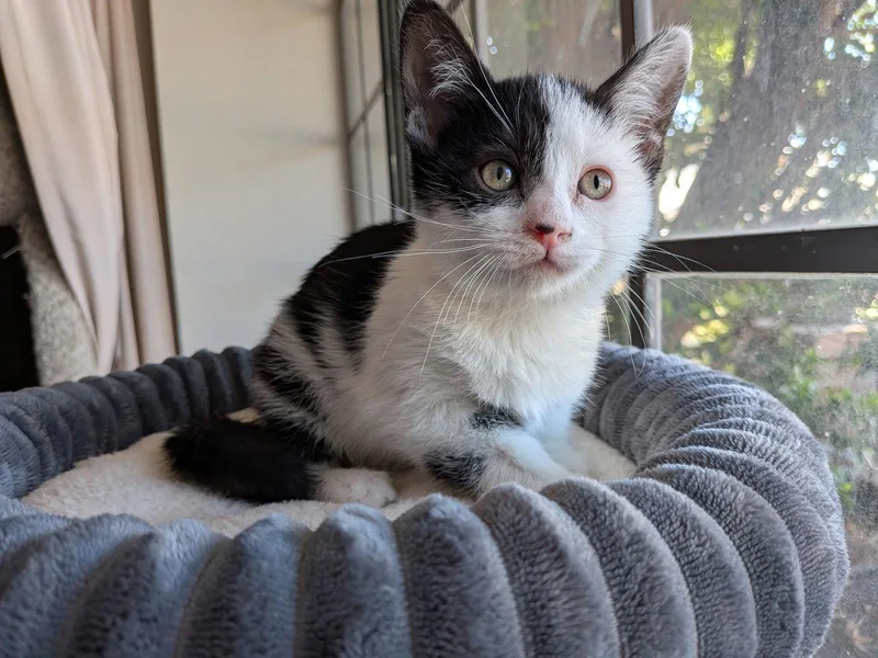 Delilah