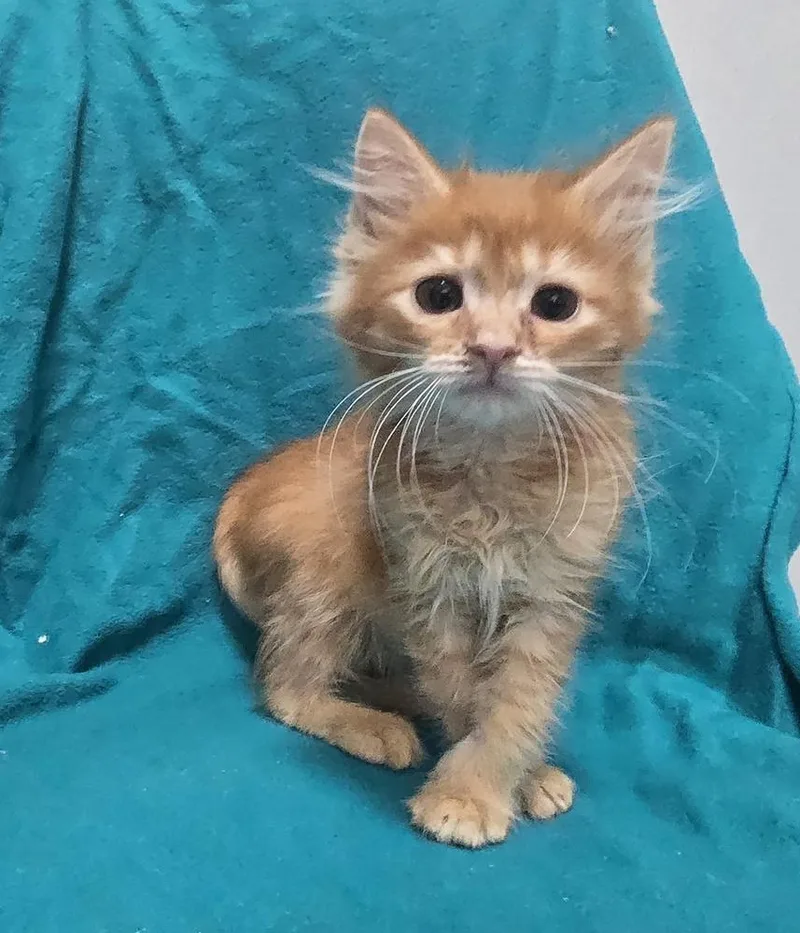 A baby small-sized male Tabby (Orange / Red) Domestic Medium Hair cat named Bonsai for adoption in Dickson, TN