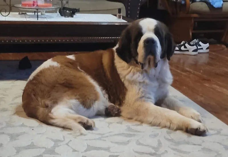 A senior extra large-sized female Tricolor (Brown, Black, & White) Saint Bernard dog named Winslett for adoption in Catlettsburg, KY