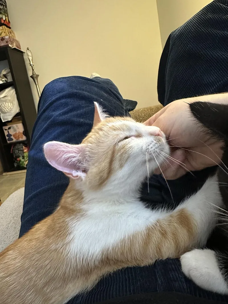 A baby medium-sized female Orange & White Domestic Short Hair cat named Dr. Marten for adoption in Philadelphia, PA