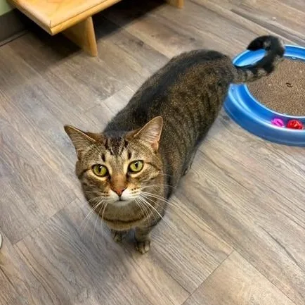 A young medium-sized male Tabby (Brown / Chocolate) Tabby cat named Howie for adoption in Lombard, IL