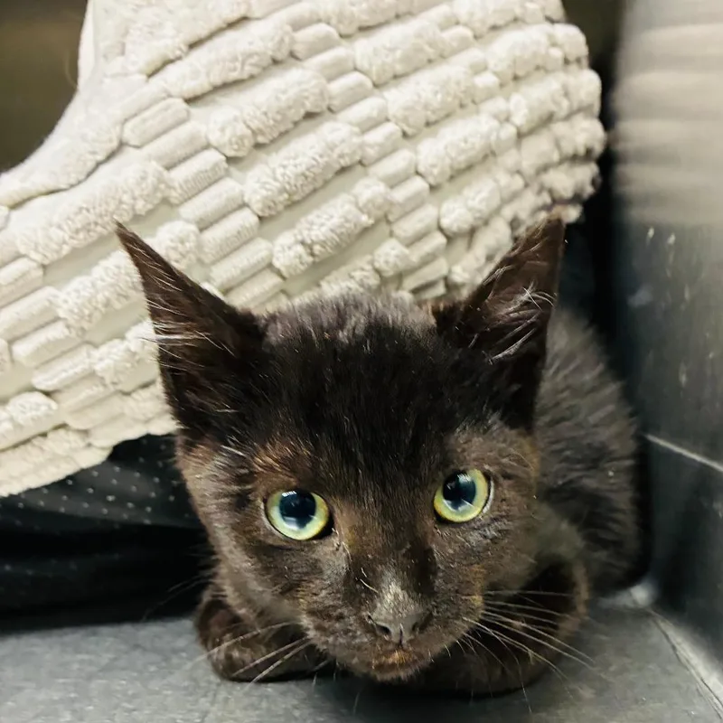 A young small-sized male Black Domestic Short Hair cat named Wilbert for adoption in Point Richmond, CA