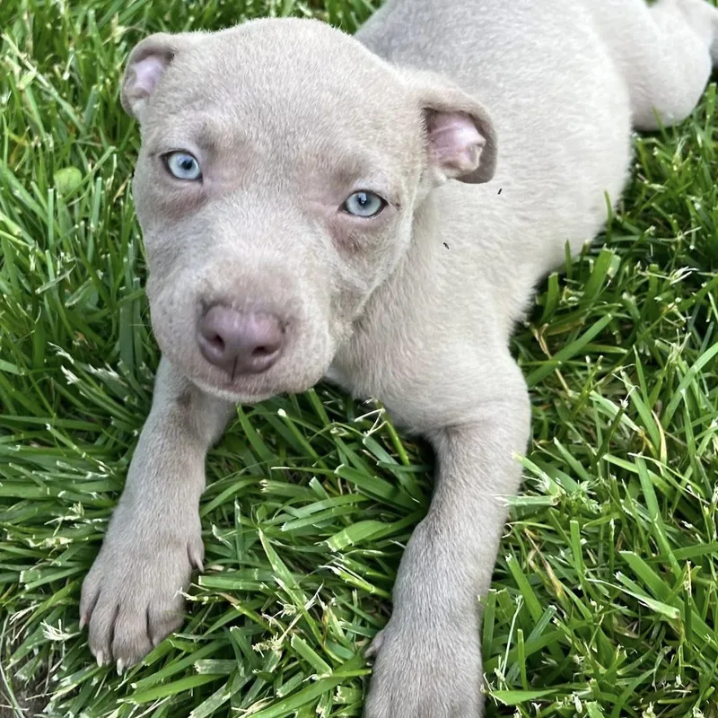 A baby medium-sized male Hound dog named Bacon for adoption in Ellicott City, MD