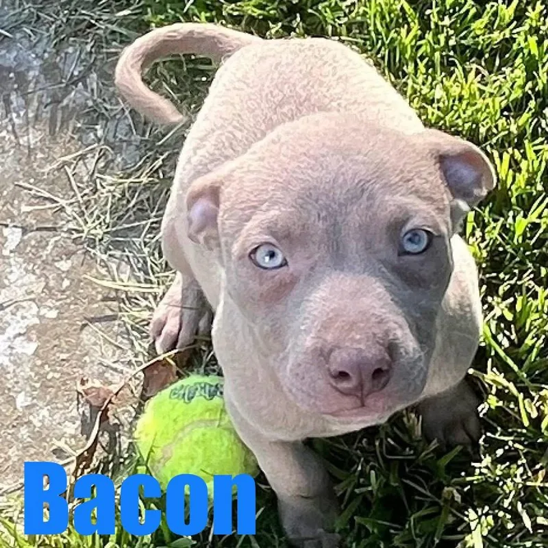 Bacon thumbnail 2
