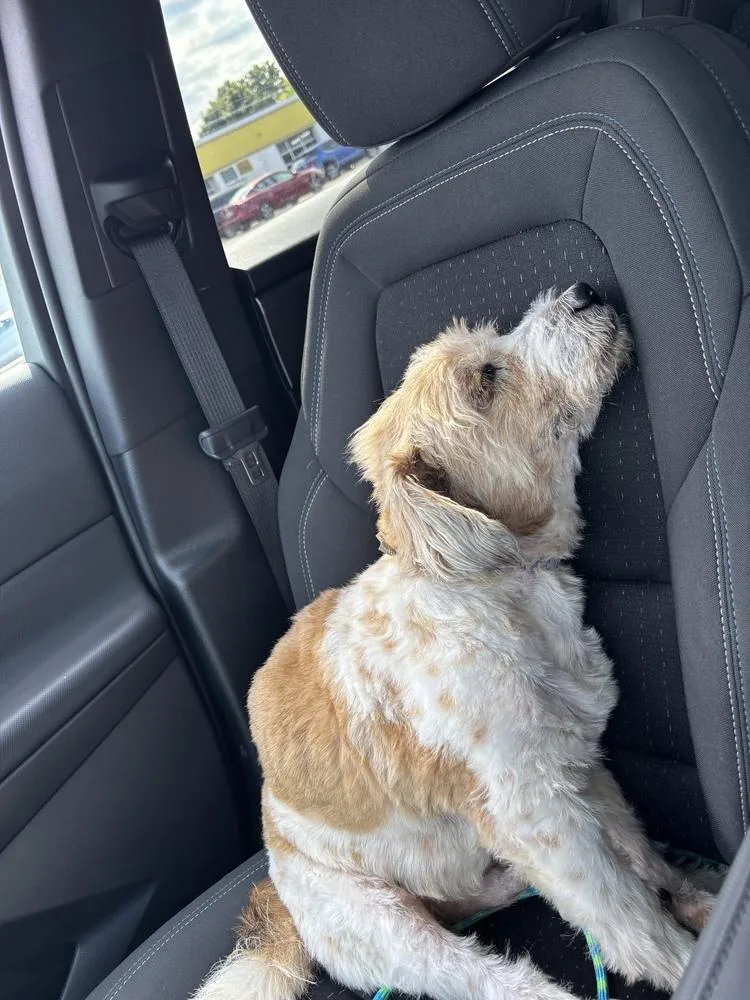 A senior medium-sized male Goldendoodle dog named Charley for adoption in Amherst, NY