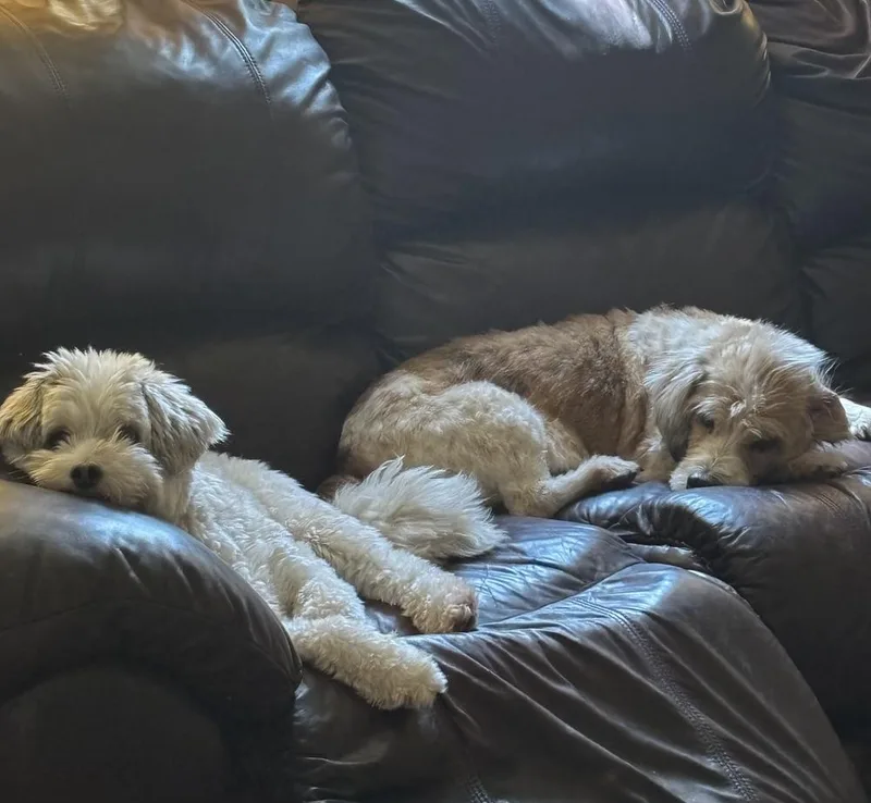 Charley thumbnail 2