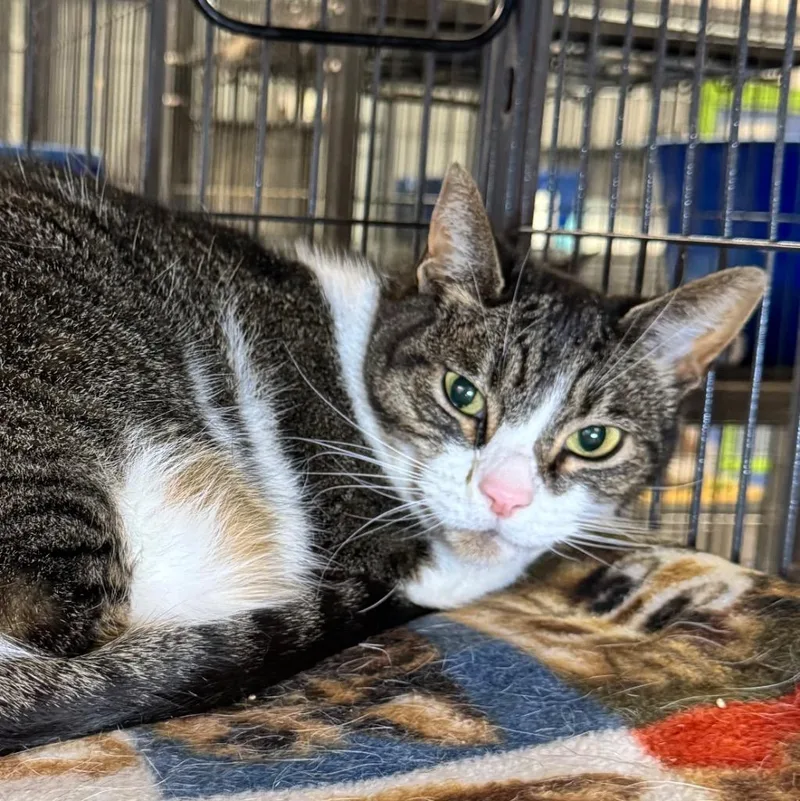 A senior medium-sized female Domestic Short Hair cat named Twix for adoption in Saginaw, MI