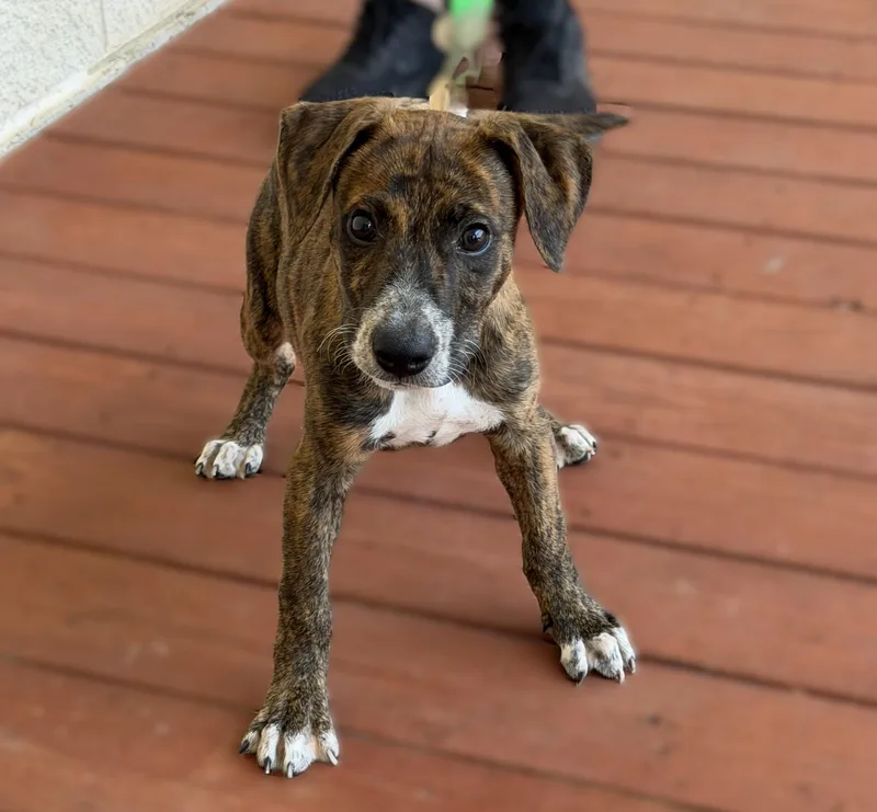A baby medium-sized male Brindle Hound dog named Deuce for adoption in Slidell, LA