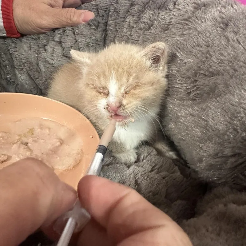A baby small-sized male Buff / Tan / Fawn Domestic Short Hair cat named Mochi for adoption in Forest Park, IL