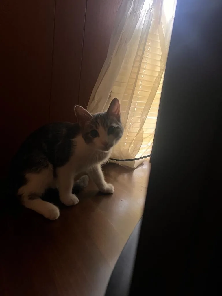 A baby medium-sized male Domestic Short Hair cat named Louis for adoption in Johnson City, TN