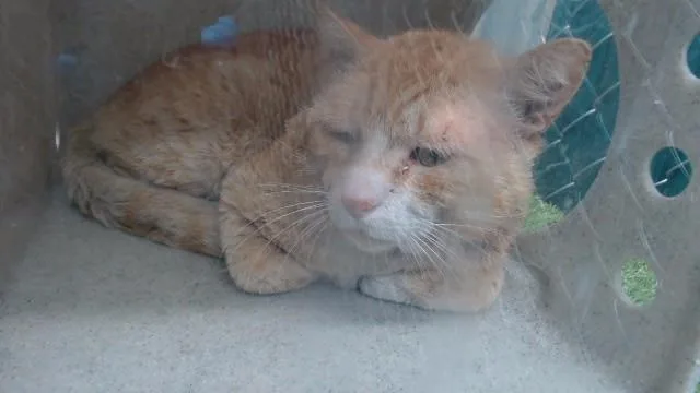 An adult medium-sized male Domestic Short Hair cat named Graeskar for adoption in Downey, CA