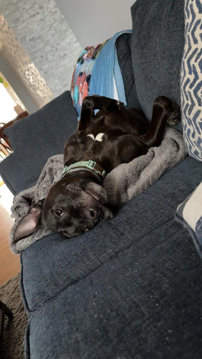 An adult medium-sized female Black American Staffordshire Terrier dog named Cali for adoption in Merrimac, MA