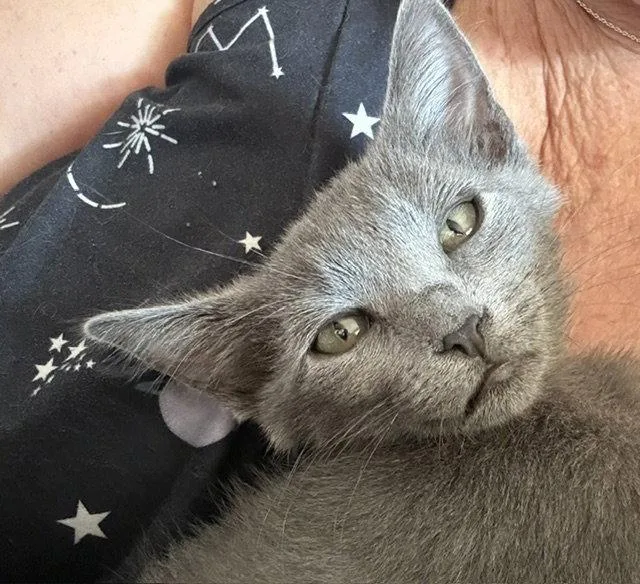 A baby medium-sized female Gray / Blue / Silver Domestic Medium Hair cat named Dolly for adoption in Antioch, CA