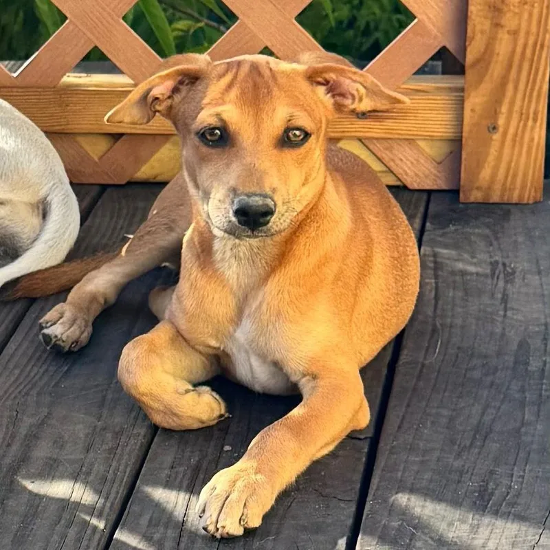 A baby medium-sized female Brown / Chocolate Mixed Breed dog named Playa for adoption in Fredericksburg, VA