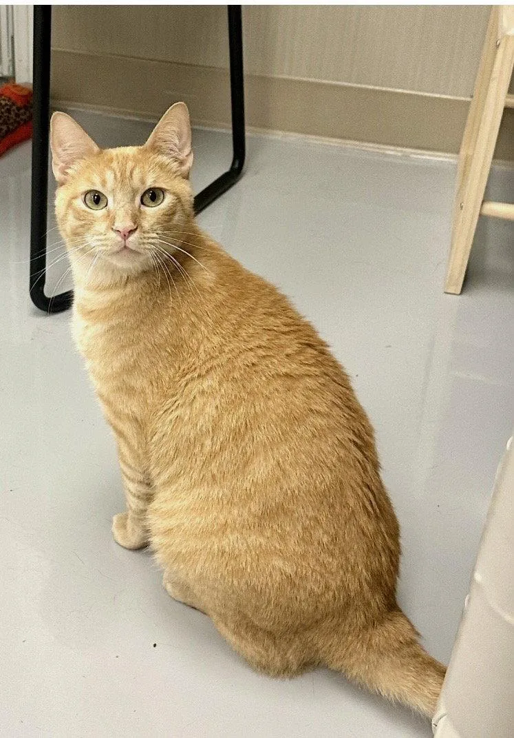 An adult medium-sized male Tabby (Orange / Red) Tabby cat named Ty for adoption in West Hills, CA
