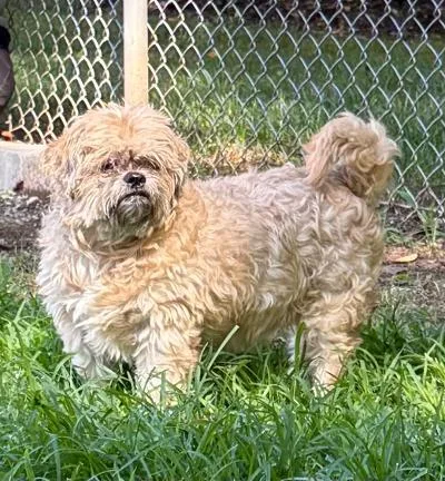 An adult small-sized male Shih Tzu dog named Rascal for adoption in Wilkesboro, NC