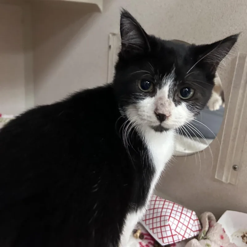 A baby small-sized male Black Domestic Short Hair cat named Fred for adoption in Lakeland, FL