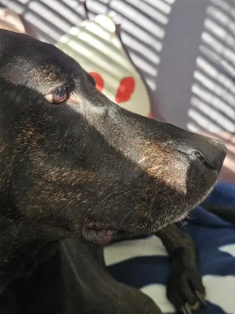 Oakley thumbnail 5