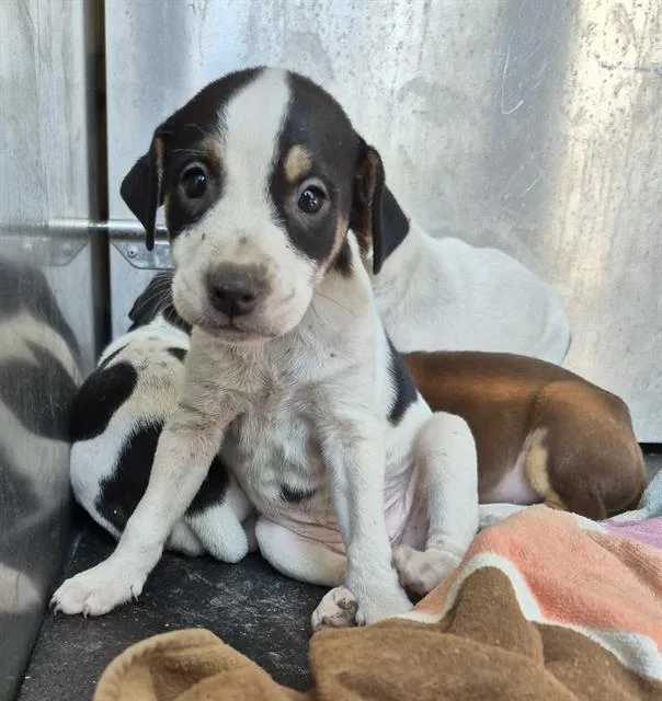A baby small-sized female Hound dog named Lavender for adoption in San Antonio, TX