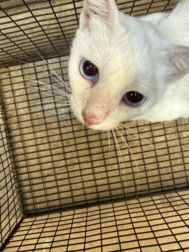 A young medium-sized female Domestic Short Hair cat named Snow for adoption in New Braunfels, TX