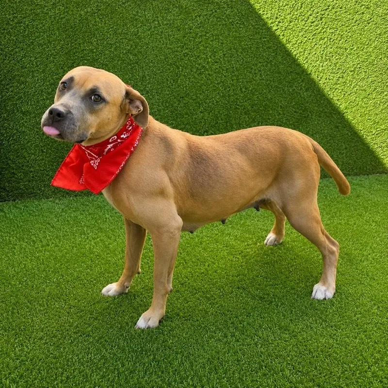 An adult medium-sized female Yellow / Tan / Blond / Fawn American Staffordshire Terrier dog named Charlene for adoption in Oak Point, TX