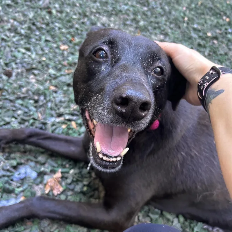 A senior medium-sized female Black Mixed Breed dog named Tara for adoption in Decatur, GA